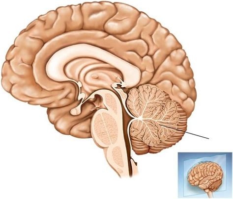 Lab Practical Brain Eye And Ear Flashcards Quizlet