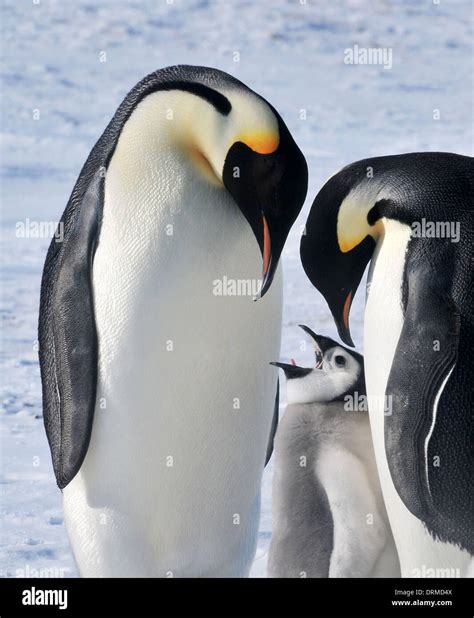 Emperor Penguin Feeding Chick Hi Res Stock Photography And Images Alamy