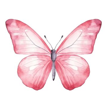 Acuarela Mariposa Rosa Png Dibujos Mariposa Rojo Acuarela Png Imagen