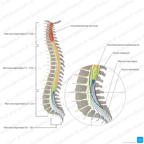 Neuroanatomia Cerebro Medula Espinal Sistema Nervoso Kenhub Images