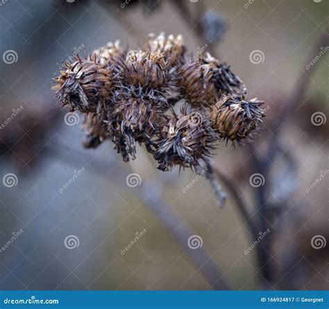 Wilted Burdock Stock Image Image Of Capable Handsome