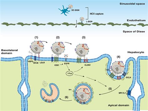 Hepatitis C Virus Life Cycle