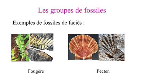 Les fossiles et la fossilisation المستحاثات و الاستحاثة YouTube