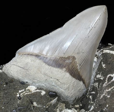 Megalodon Teeth For Sale Fossilera