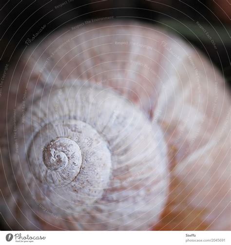 Spiral as the original form - a Royalty Free Stock Photo from Photocase