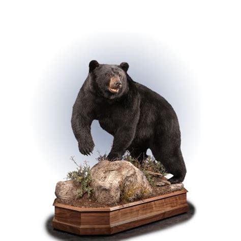 North America Taxidermy Gallery Kanati Studio Black Bear Taxidermy