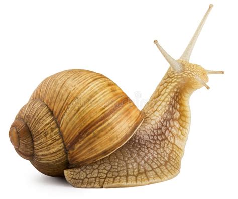 Snail stock photo. Image of object, natural, travel, spiral - 70033352