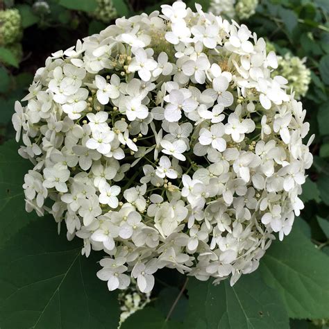 Hydrangea arborescens close-up