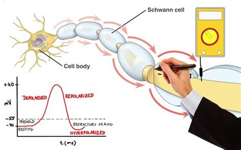 NEURON ACTION POTENTIAL (MADE EASY) | Neurons, Anatomy and physiology ...