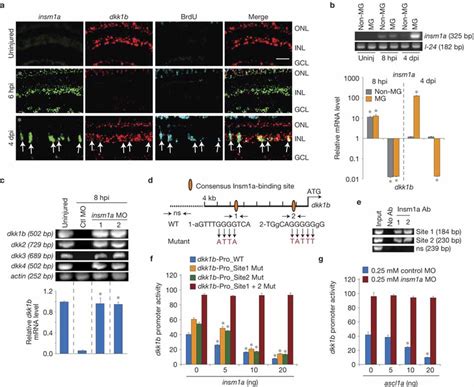 Insm1a Regulates Dkk Promoter Activity A ISH And Immunofluorescence