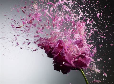 Experiment Liquid Nitrogen Flower Explosion — Still Life Photographer