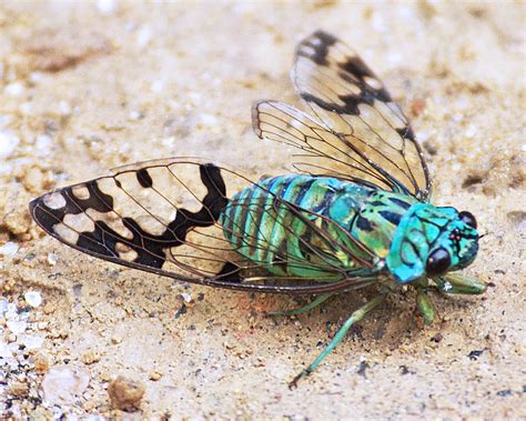 Colorful Cicada In Panama This Colorful Cicada Was On A Ru Flickr