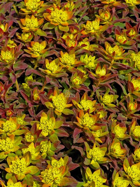 Euphorbia Polychroma Bonfire Euphorbe Cushion Spurge Nos