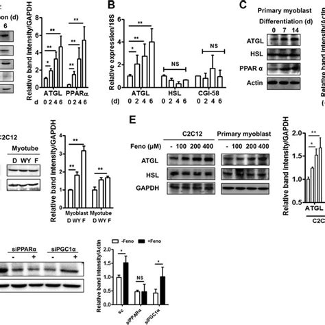 Atgl Expression Is Induced During Myogenesis In Ppara Dependent Manner