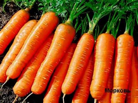 10 самых полезных продуктов - YouTube