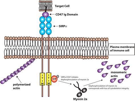 Polymers Free Full Text Addressing The Inflammatory Response To