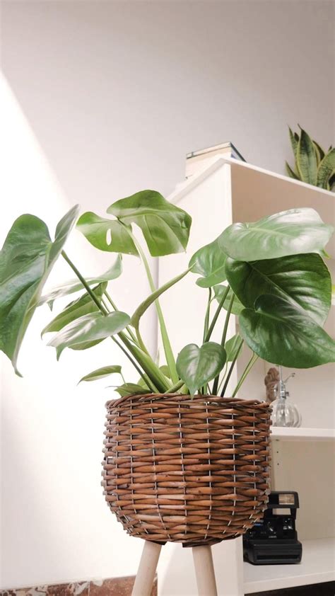 Monstera Deliciosa La Planta Ideal Para Decorar 1000 Modern 100