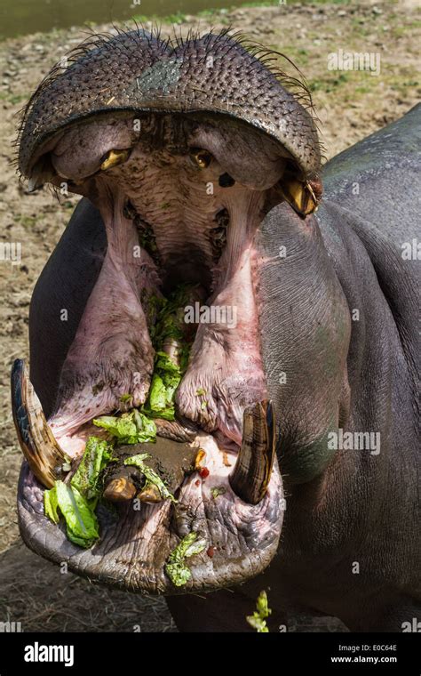 Hippopotamus With Large Open Mouth Showing Dirty Teeth Eating Lettuce