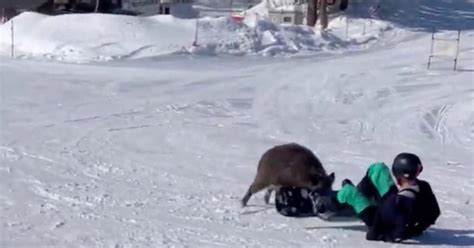 Wild boar attacks two snowboarders at Japan resort - CBS News