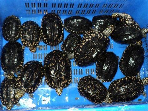 Chinese Woman Sentenced To 3 Years For Trying To Smuggle 370 Turtles