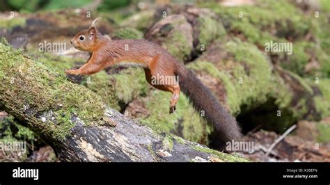 Jumping Red Squirrel Stock Photo Alamy