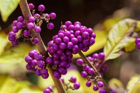 Callicarpa Plantation Floraison Taille Et Entretien