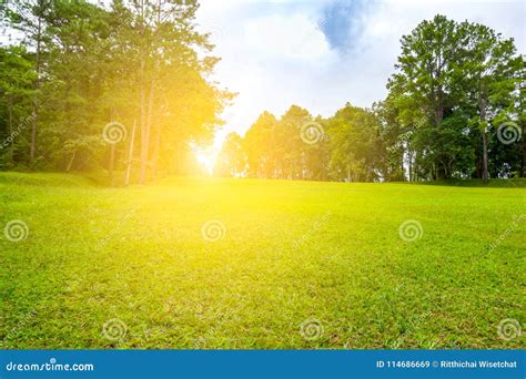 Beautiful Fairway in Golf Course Stock Image - Image of layout, outdoor ...