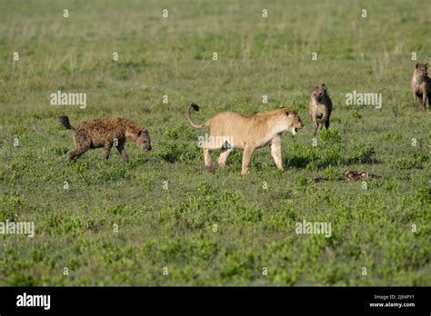 Hiena Robando Presa Fotograf As E Im Genes De Alta Resoluci N Alamy