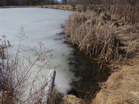 Phenological Phacts And Photos With Carl Martland May 2021