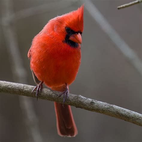 Bird watching in North America - Northern Cardinal, Cardinalis cardinalis