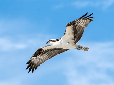 Bird Migration: A Closer Look at Feathered Nomads | Birdfact