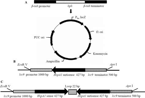 The Schedule For The Construction Of Hspa1 Silencing Plasmid A Download Scientific Diagram