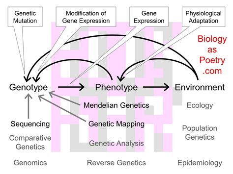 Genetics Biology