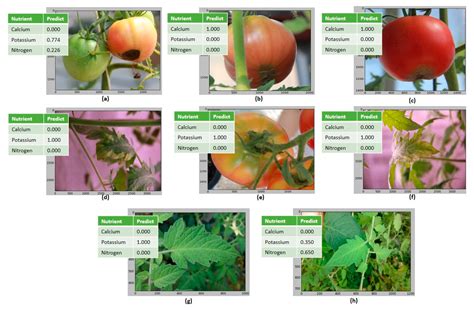 Nitrogen Deficiency In Tomato Plants