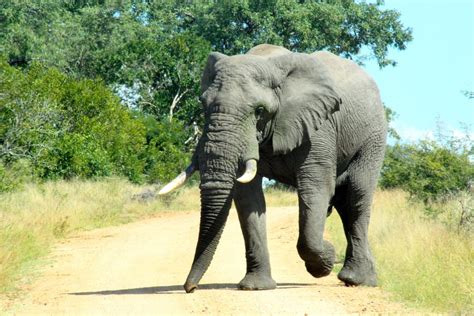 Savannah Elephant Megafauna Parks W Palearctic Biodiversity All