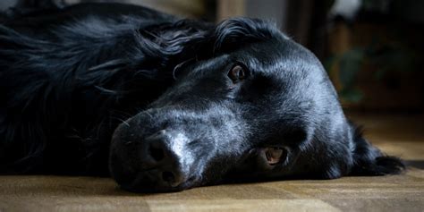 Melanoma En Perros S Ntomas Causas Y Tratamientos