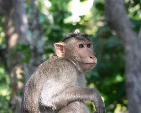 Bonnet Macaque - Facts, Diet, Habitat & Pictures on Animalia.bio