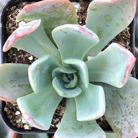 Echeveria | Echeveria Types | Echeveria Succulents - Page 4