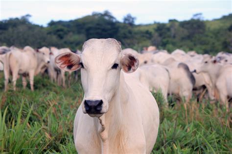 Cuidado Especial Diarreia No Rebanho Colabora Aumento De Bem