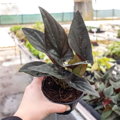 Syngonium 'Red Arrow' | House Plant Shop