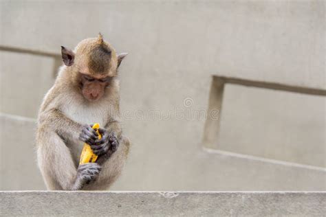 Baby Monkey Sitting and Eating Banana Stock Photo - Image of funny ...