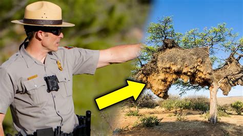 Park Ranger Turns Pale Seeing This Nest He Calls 911 When He