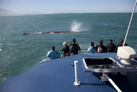 whales   zealand whale watching kaikoura