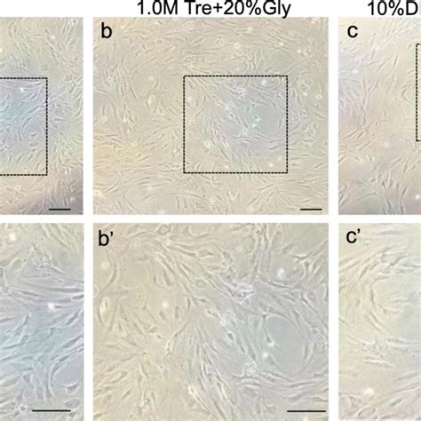 Effect Of Cpas On The Morphology Of Post Thaw Adsc Cells Cryopreserved