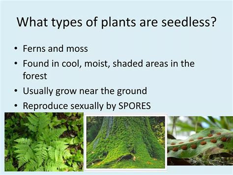 Plant Reproduction Seedless Plants Ppt Free Download