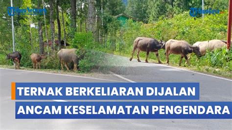 Kawanan Ternak Berkeliaran Ancam Keselamatan Pengendara Di Lintasan