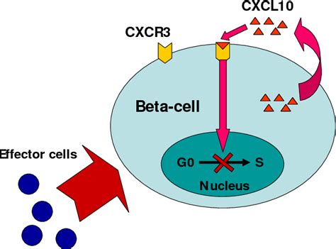 Figure 2 From The Role Of The CXCL 10 CXCR 3 System In Type 1