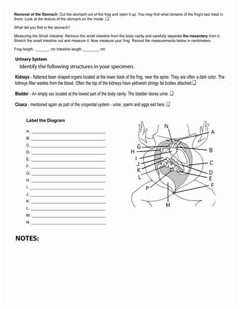 Biology Corner Frog Dissection Crossword Answer Key 1
