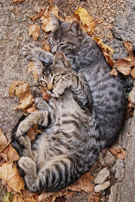 Всем теплых осенних котов) | Пикабу