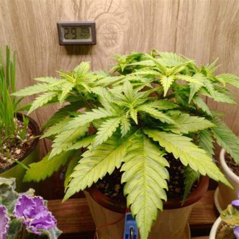 Royal Queen Seeds Special Kush 1 Grow Diary Journal Week3 By Biology